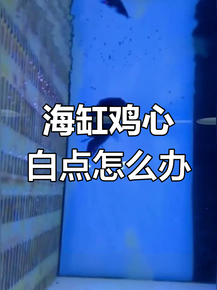 鸡心白点问题,海缸养殖必看!
