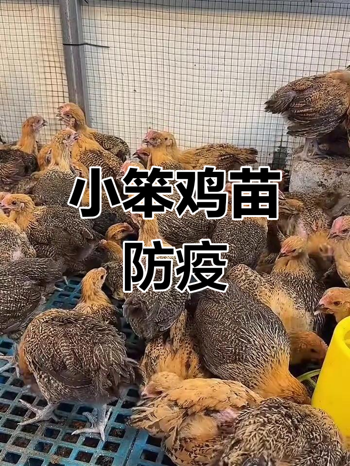 青脚麻羽鸡苗成长记:防疫做完,两公配八亩十只