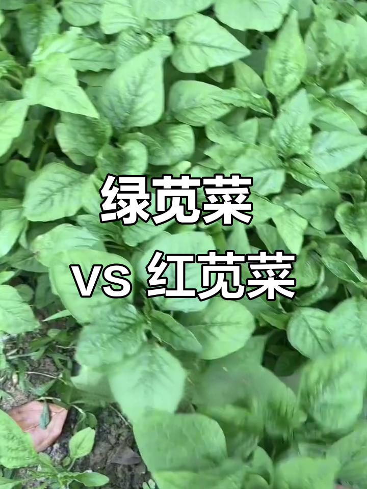 红苋菜与绿苋菜的口感大比拼,哪种更受欢迎?