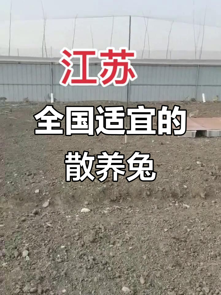 散养兔适合全国各地,蔬菜泡泡泥让兔子更健康
