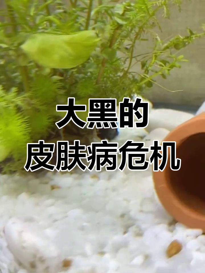 大黑鱼遭遇皮肤病,治疗之路艰难