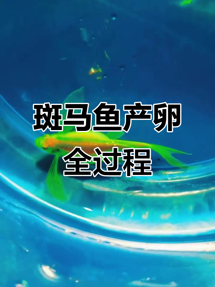 翡翠绿斑马鱼肚子大，竟然生了几百颗卵！