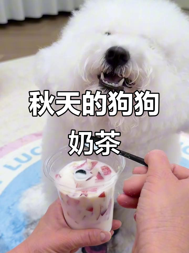 小狗也能喝奶茶，秋天第一杯超有爱！