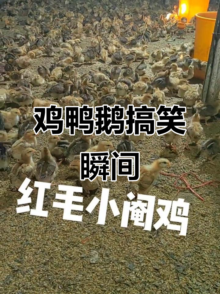 现场实拍:鸡鸭鹅的趣味互动,宝妈戚姓幽默登场