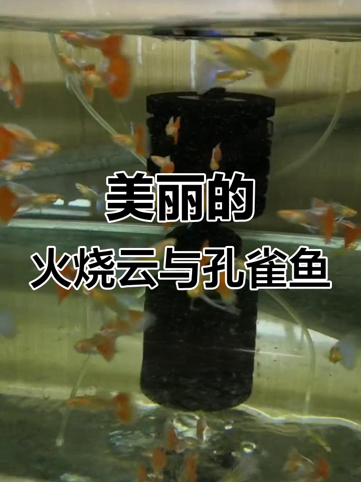 火烧云下的孔雀鱼,美丽又幸运的我