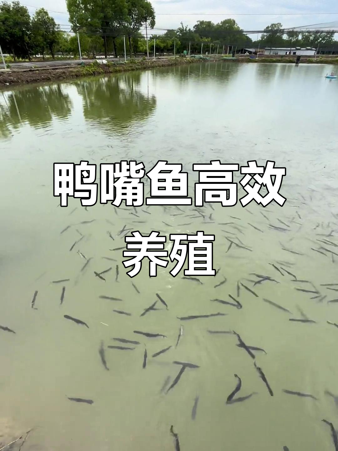 鸭嘴鱼养殖技巧:快速生长与高价销售秘诀