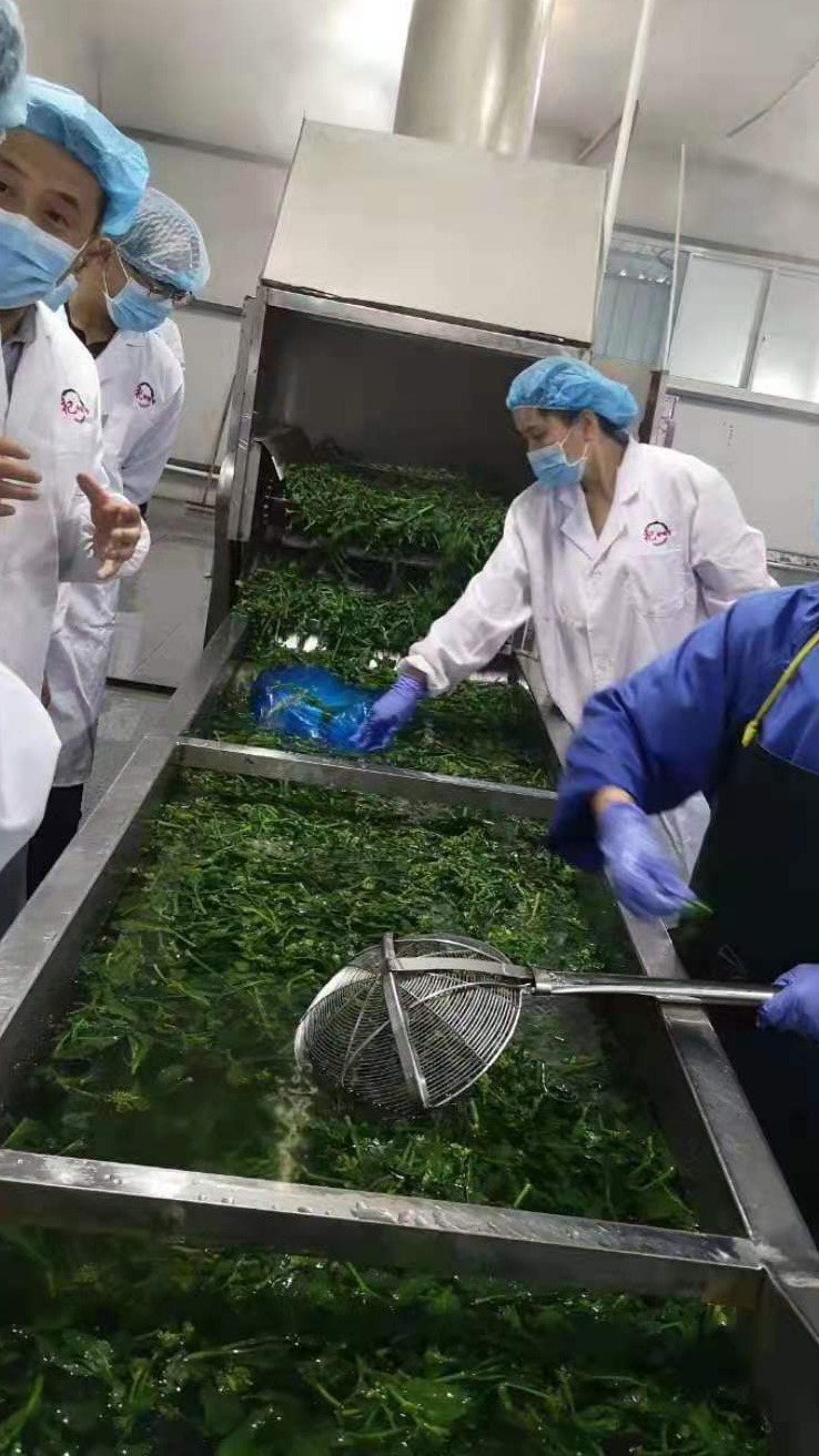 保鲜山野菜清洗流水线 蕨菜加工设备有哪些 上海青速冻流水线