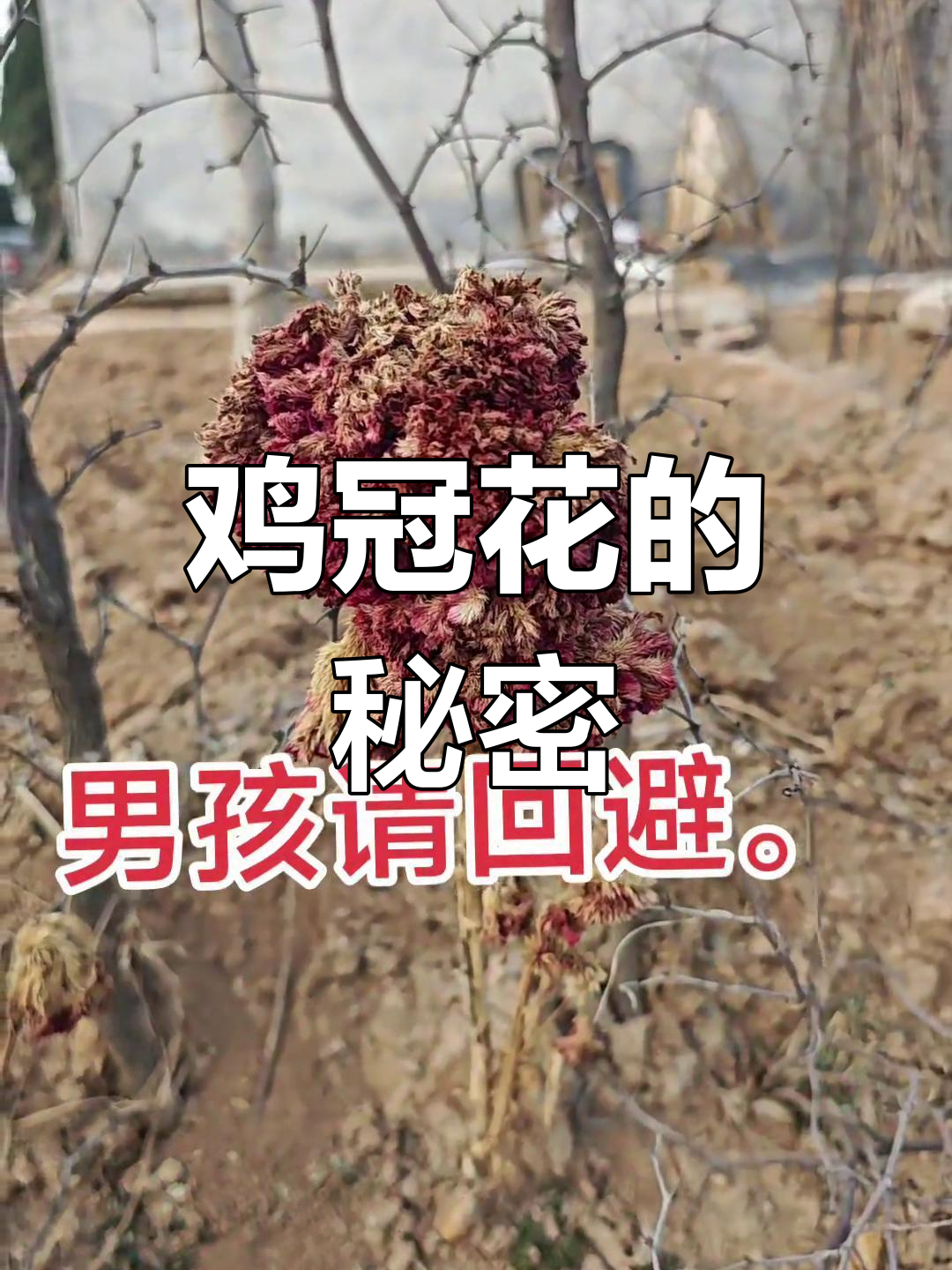 鸡冠花:不仅是观赏植物,更是女性良药