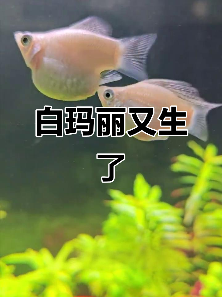 母玛丽鱼生娃全程记录，小鱼出生惊险瞬间