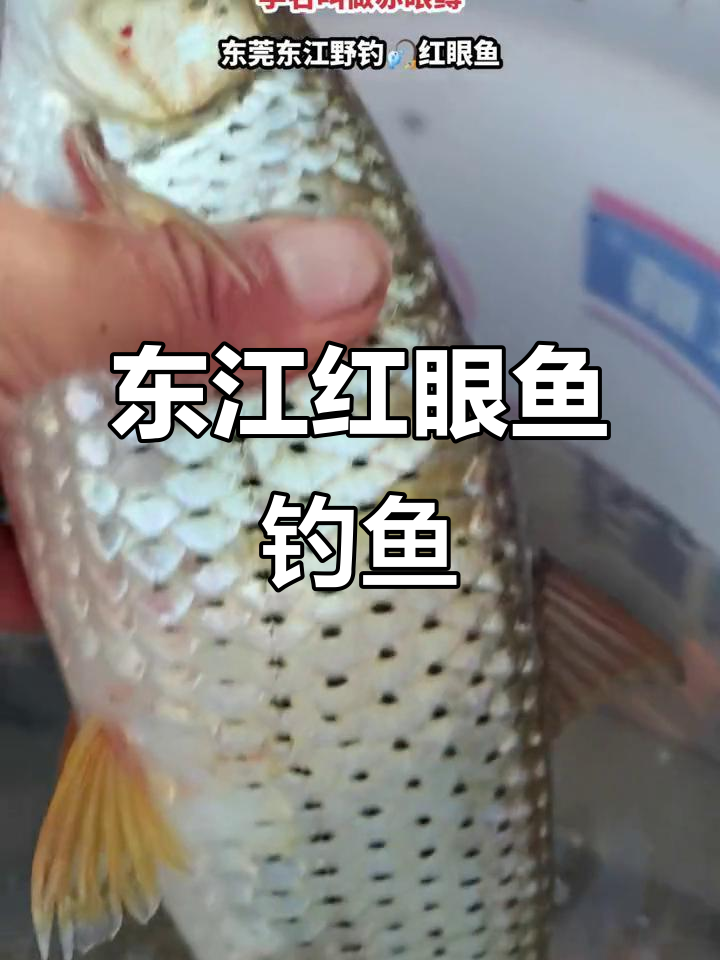 东莞东江红眼鱼野钓,赤眼鳟的魅力之旅