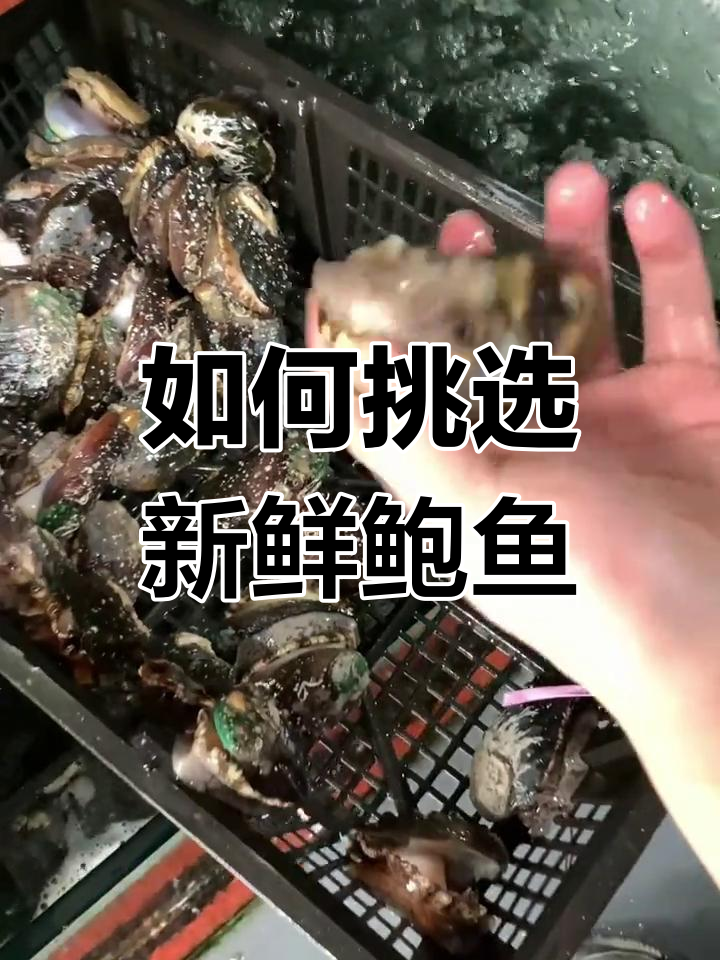 鲍鱼新鲜度判断技巧,轻松学会