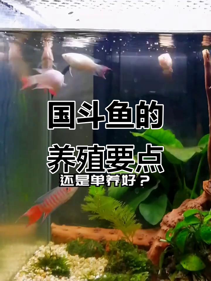 国斗鱼群养与单养的技巧,如何避免打斗并控制水质