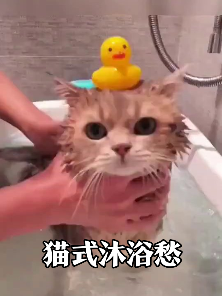 橘猫被迫洗“鸭”澡，生无可恋表情包笑翻