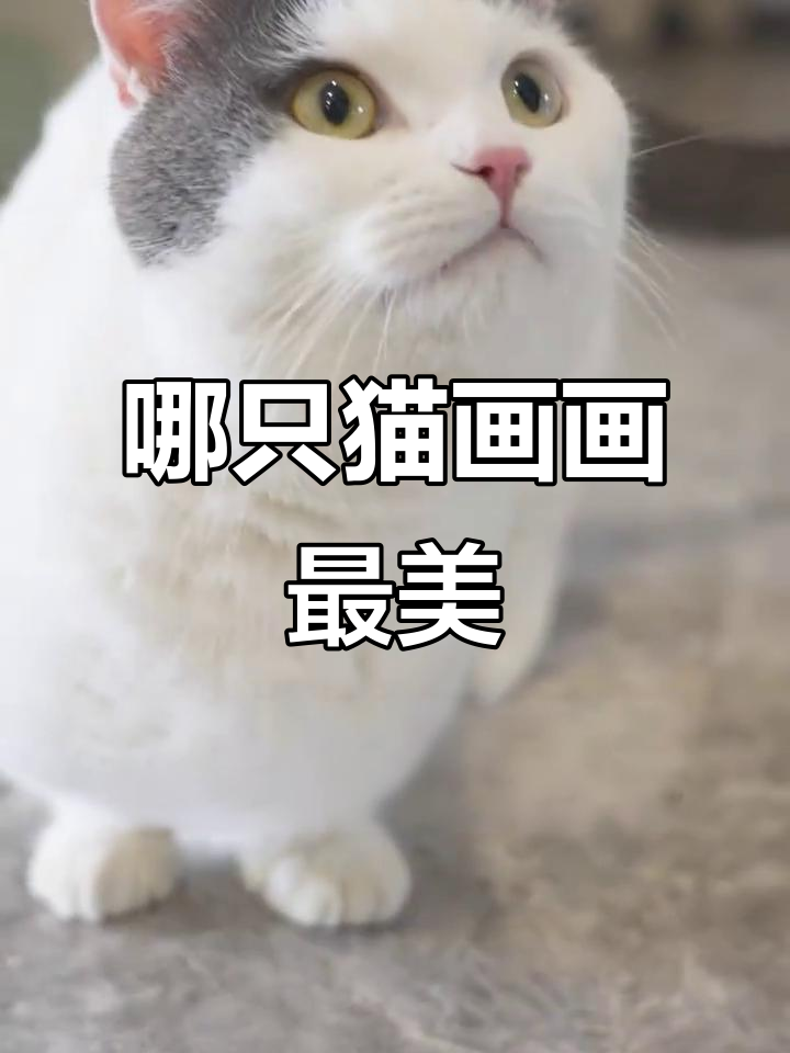猫咪画作大比拼,谁的作品能赢得100条小鱼干?
