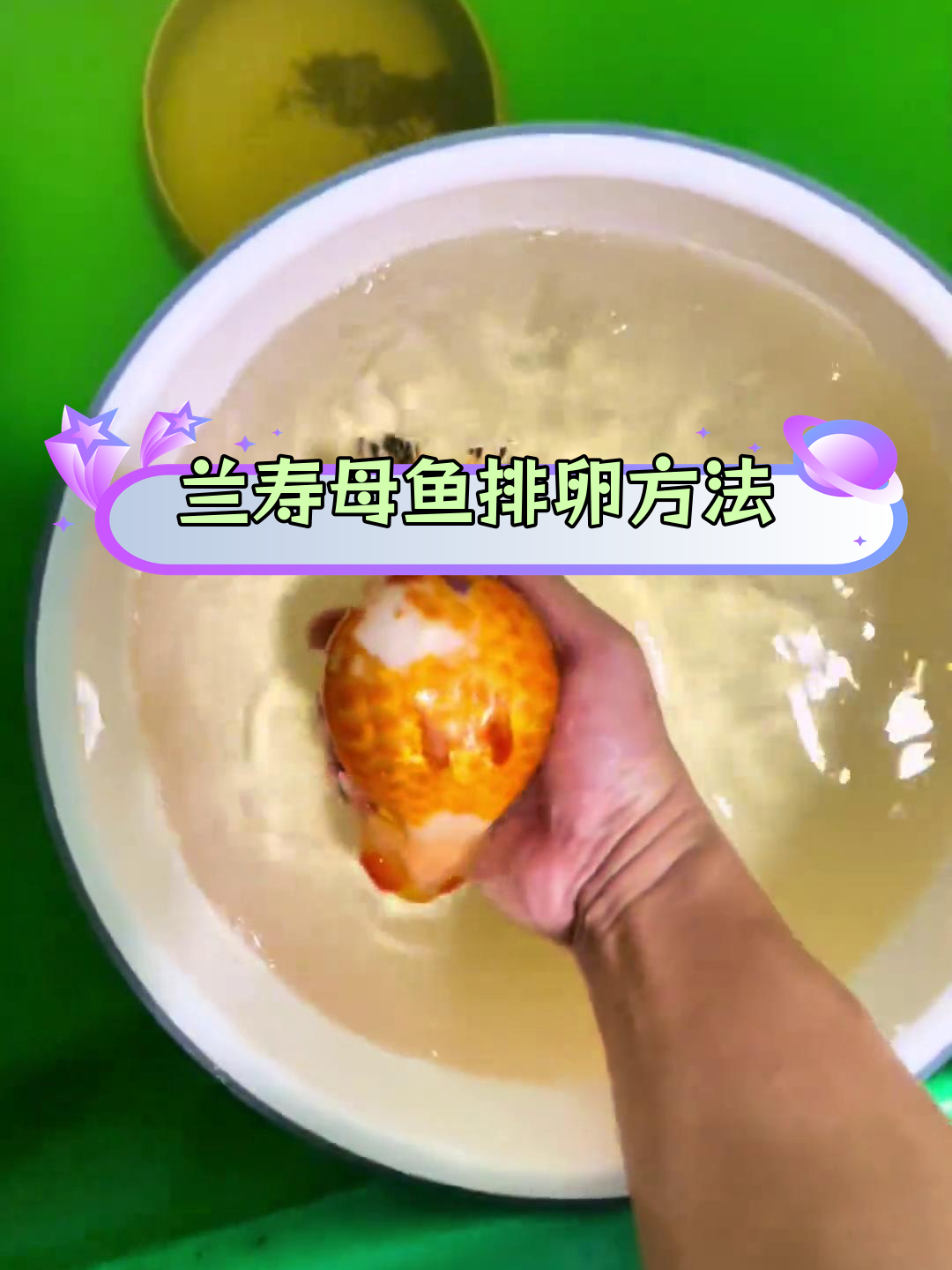 兰寿金鱼春季繁殖技巧:如何正确排卵