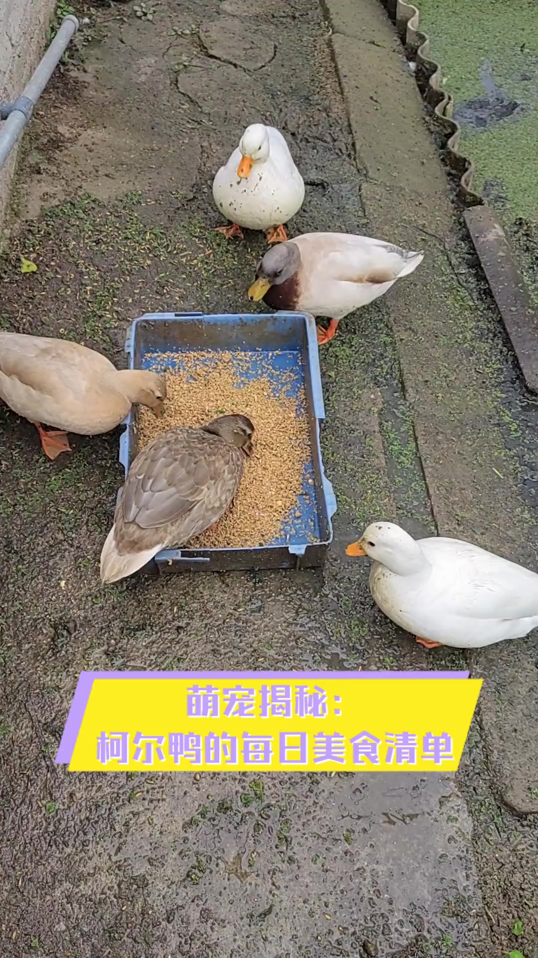 萌宠揭秘:柯尔鸭的每日美食清单