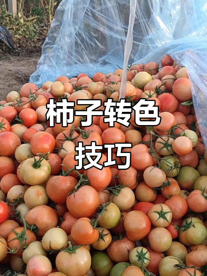 青柿子转色秘诀,快速见效!