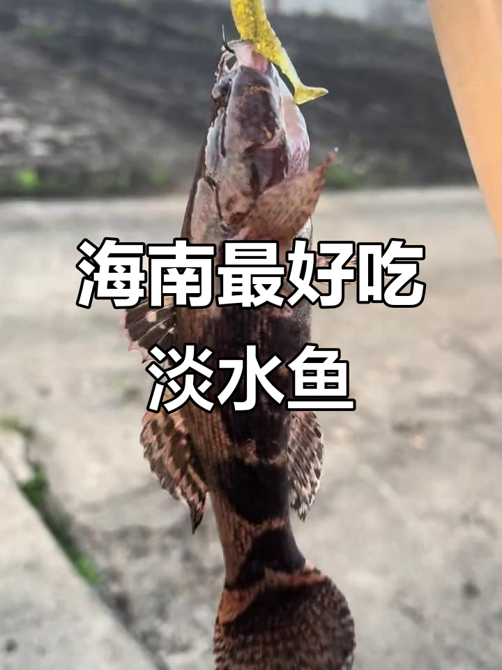 海南最美味淡水鱼,云斑尖塘鳢不可挡