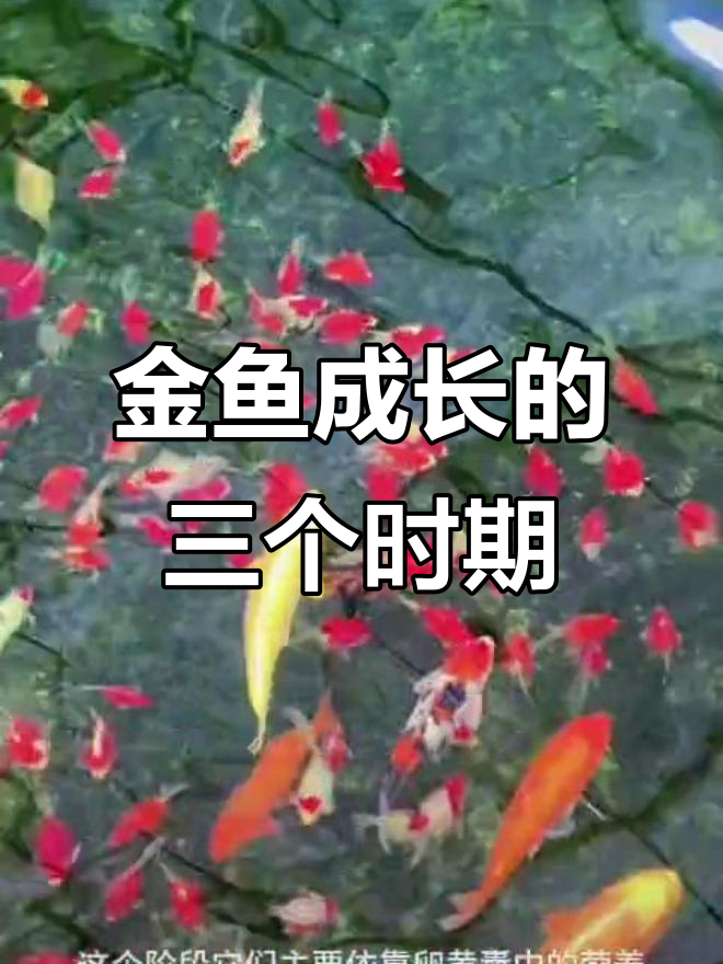 玉鲭金鱼成长全纪录：从鱼苗到成鱼的三大阶段
