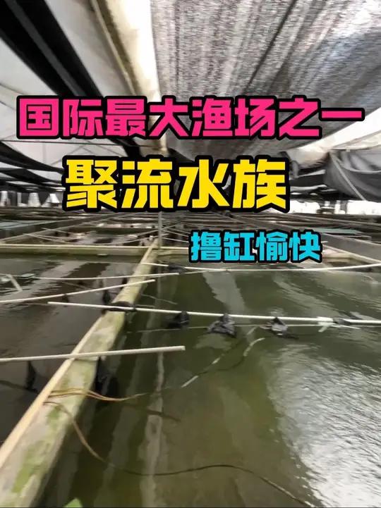 聚流水族,市面上80%的观赏鱼都来自于此,学到了很多知识。兄弟们,我会带着你们走遍中国各个