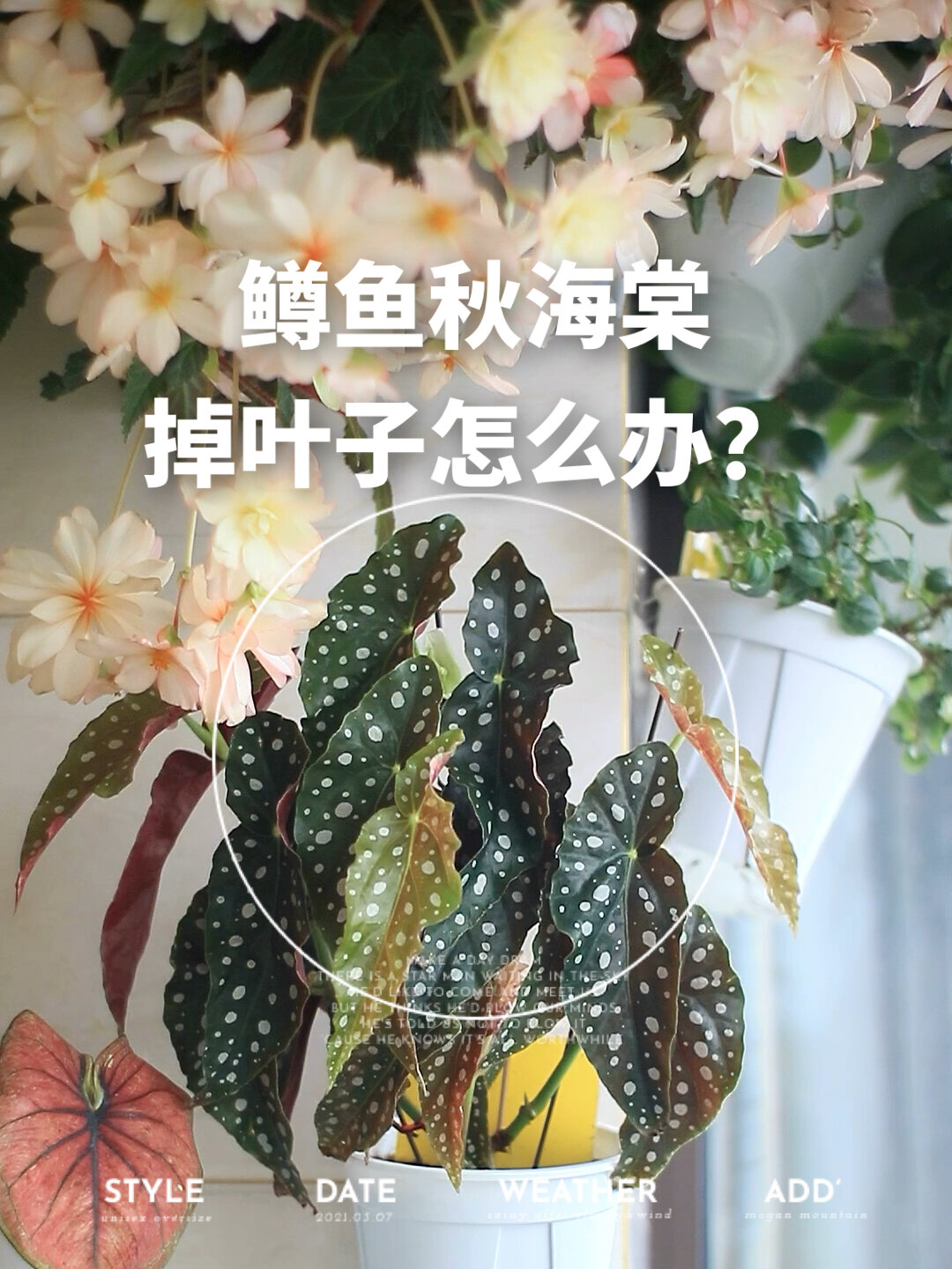 鳟鱼秋海棠掉叶子怎么办