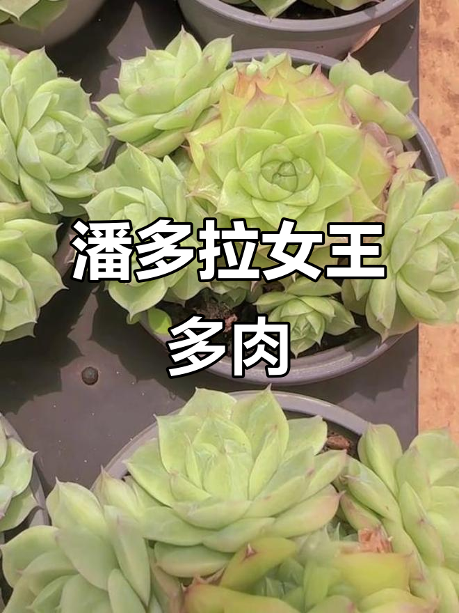 潘多拉女王多肉:我是唯一,你敢挑战吗?