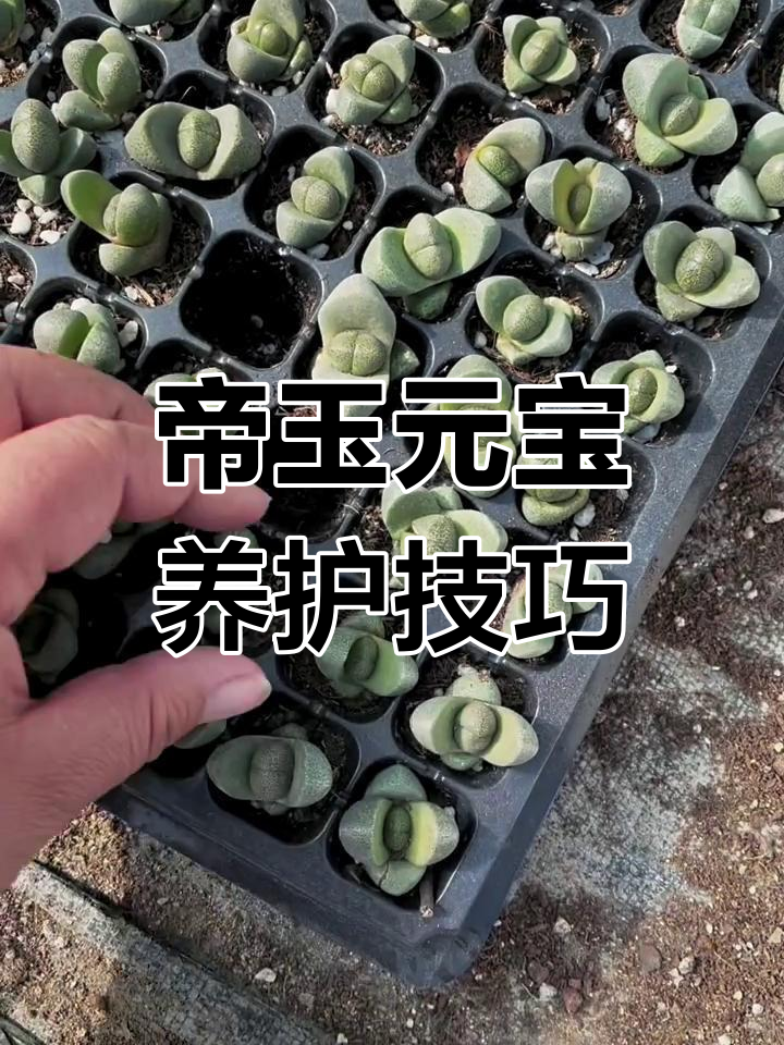 地狱元宝多肉养护全攻略,教你如何让它健康生长