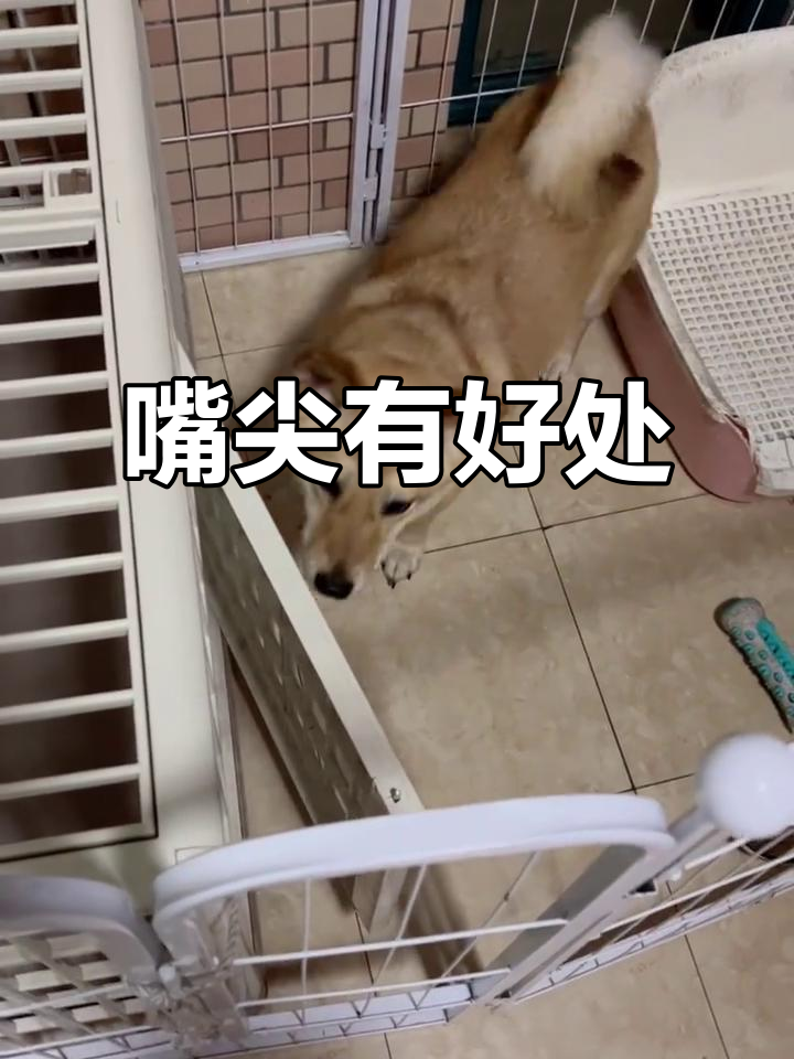 小八真棒,蒸笼子里的美味大冒险
