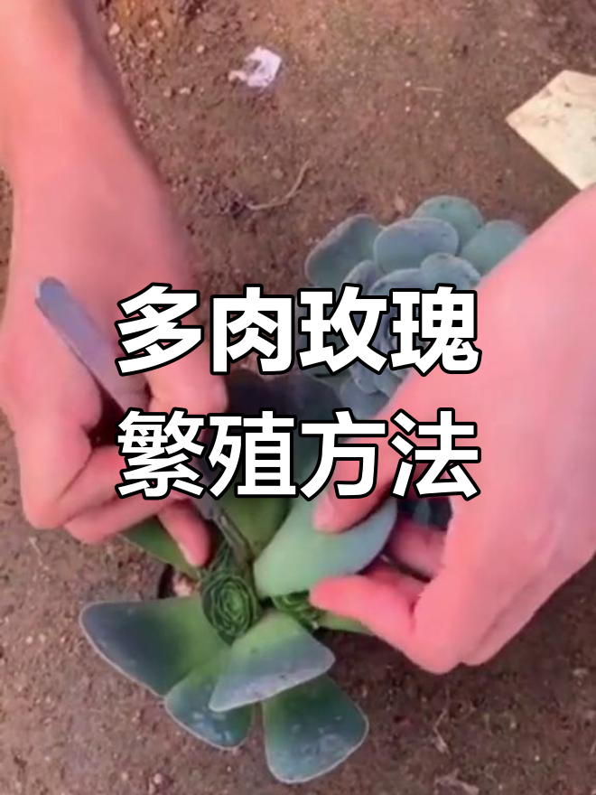 多肉玫瑰快速繁殖技巧,轻松打造手捧花