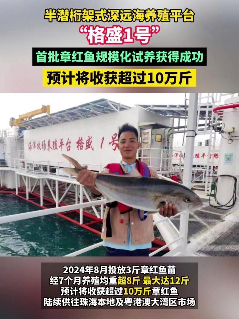 3月27日,珠海桂山蜘洲岛海域,现代化海洋牧场装备“格盛1号”迎来丰收,第一批章红鱼规模化