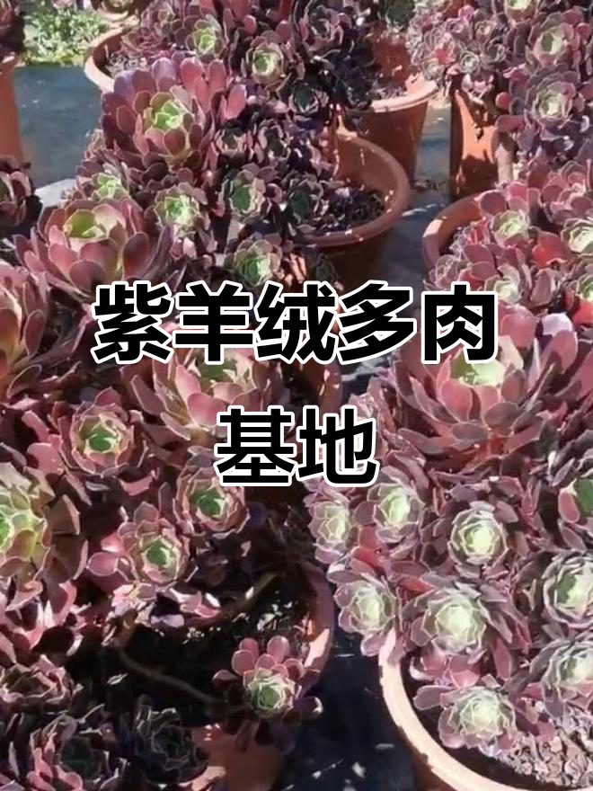 紫羊绒欧紫多肉,种植基地揭秘