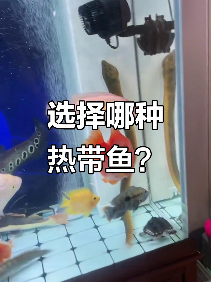 选鱼大作战!热带鱼类全攻略,招财猫、鬼鲨都在等你哦
