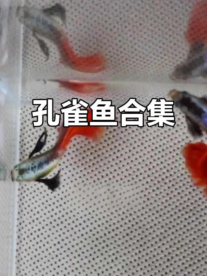 孔雀鱼精彩瞬间大集合,看它们如何展现魅力