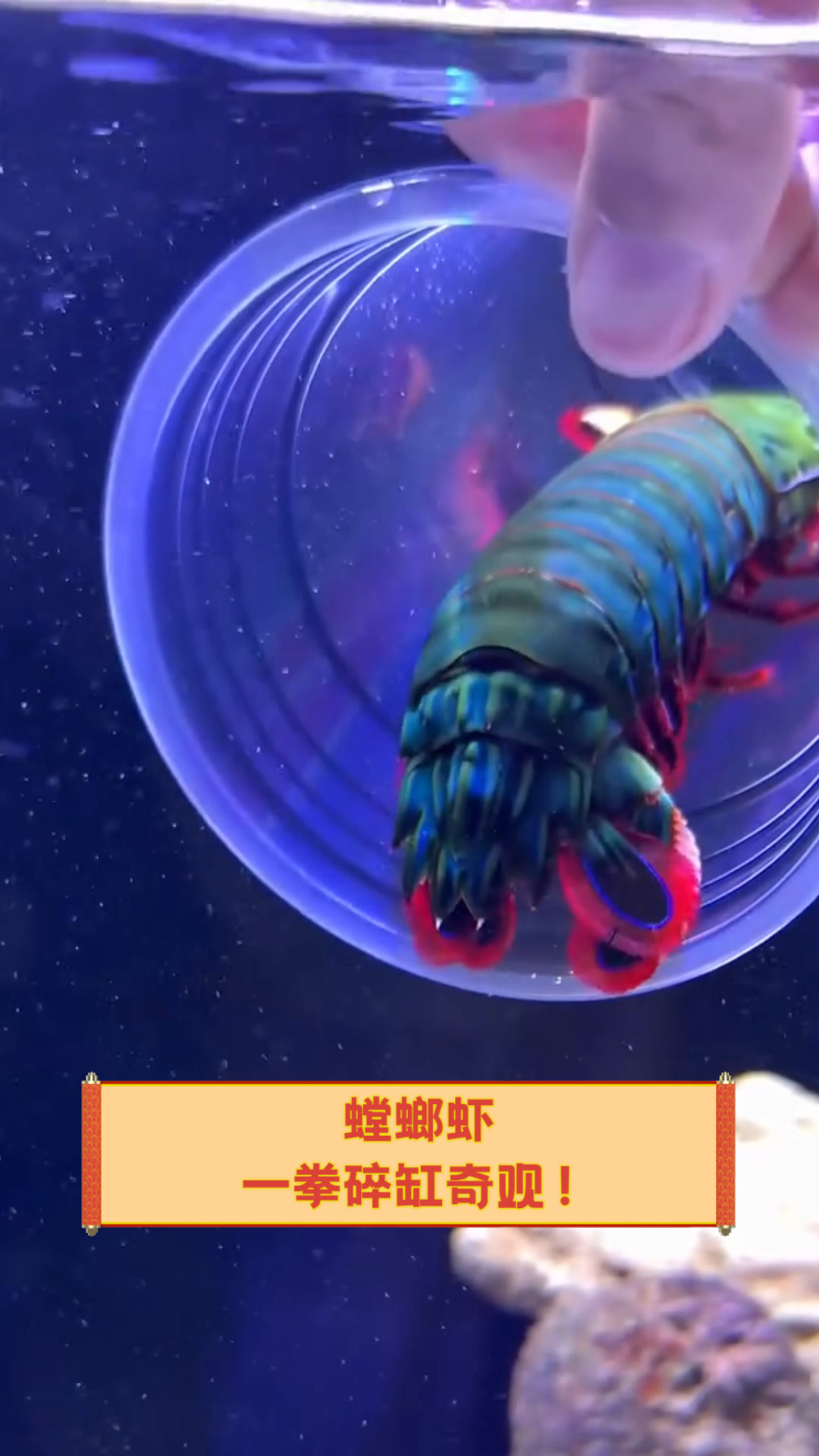 螳螂虾,一拳碎缸奇观!