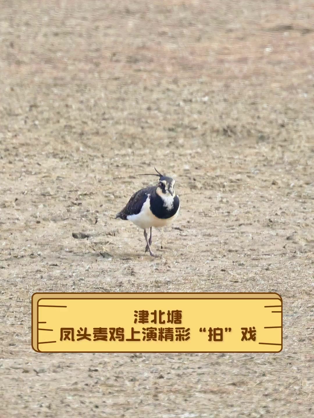 津北塘,凤头麦鸡上演精彩“拍”戏