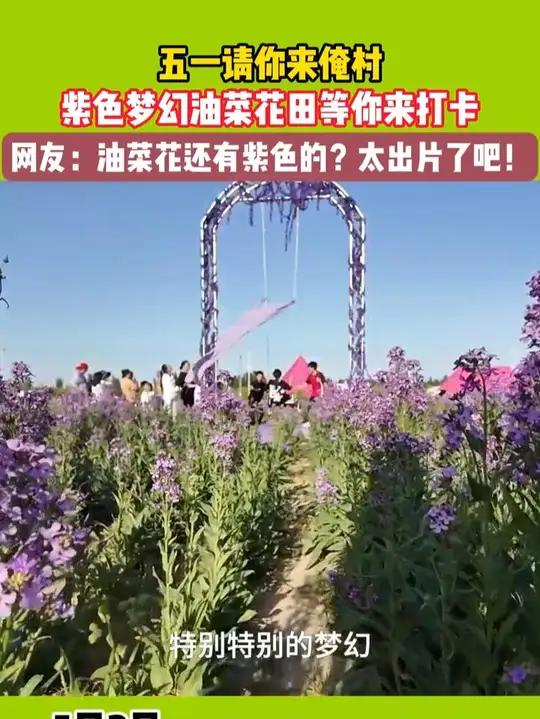 油菜花还有紫色的?这也太出片了吧