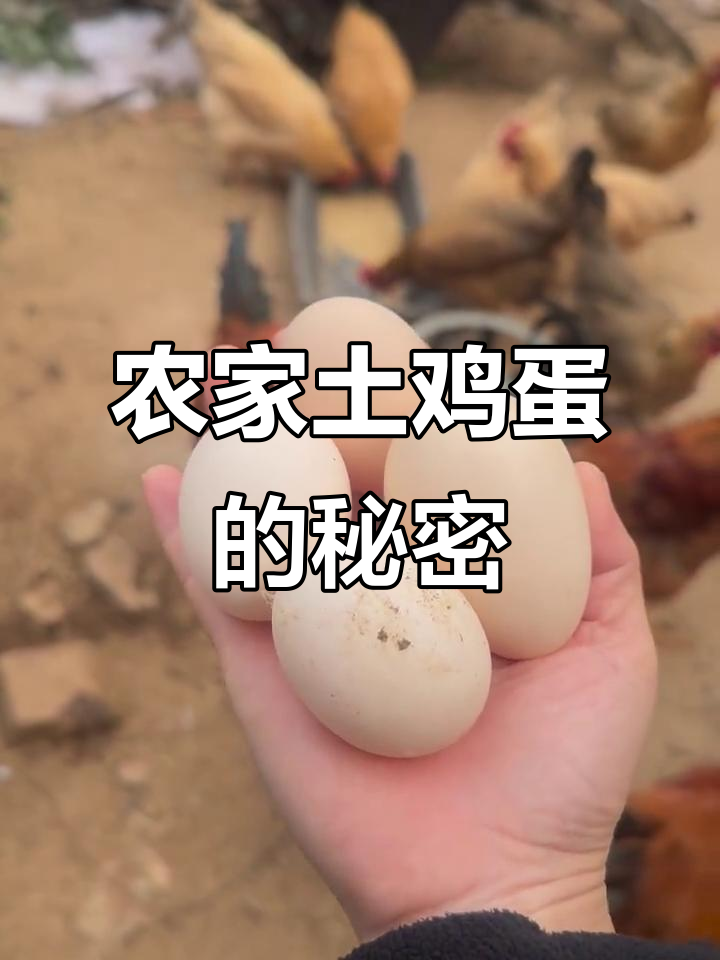 农家土鸡蛋,吃谷子还是玉米?蛋黄颜色有差别