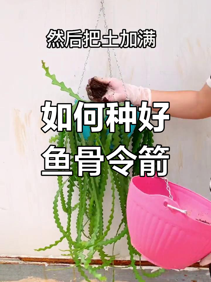 鱼骨令箭种植技巧,轻松打造美丽盆栽