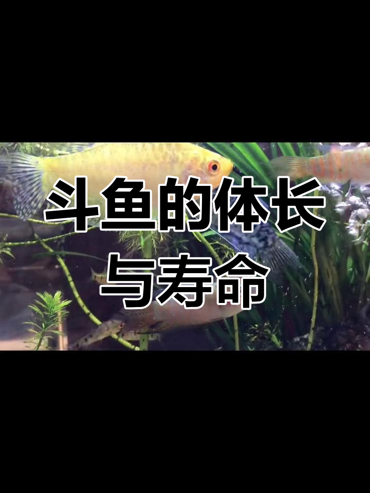 中国斗鱼能长多大,寿命有多久?