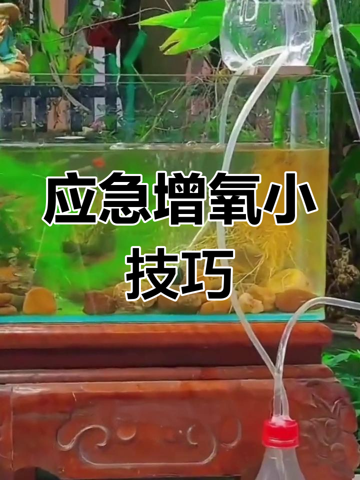 土方法给鱼打氧,简单又有效