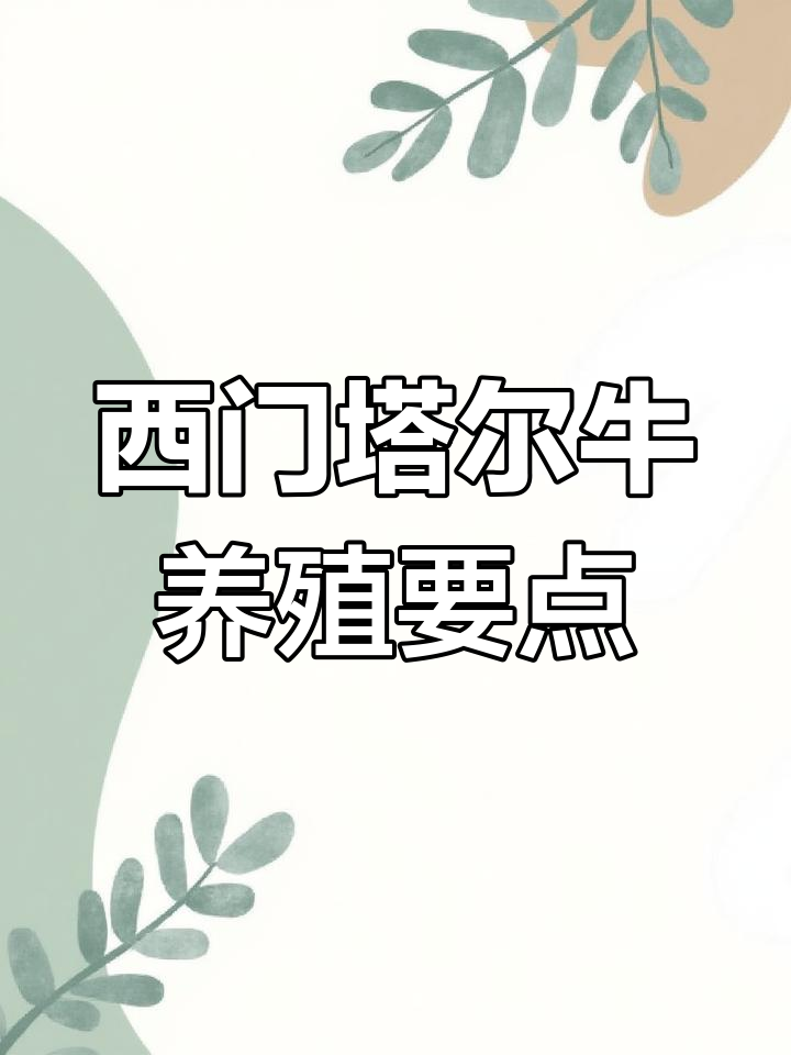 西门塔尔牛饲养技巧与出肉率分析