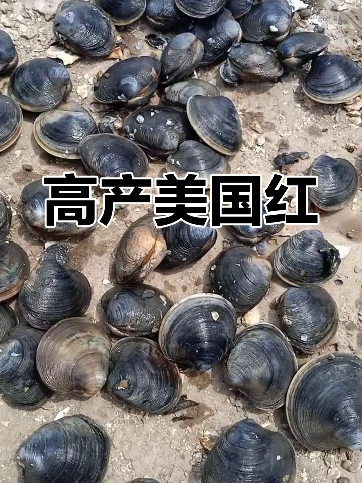 美国红,高产量低风险,养殖利润可观