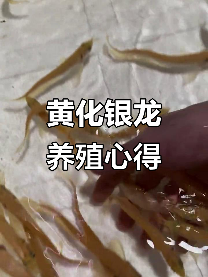 黄化银龙与红龙的混养技巧,温顺又滑溜