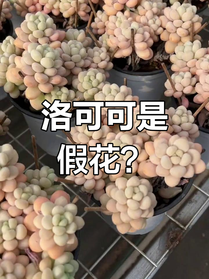 洛可可与鱼子酱的区别,真假难辨!