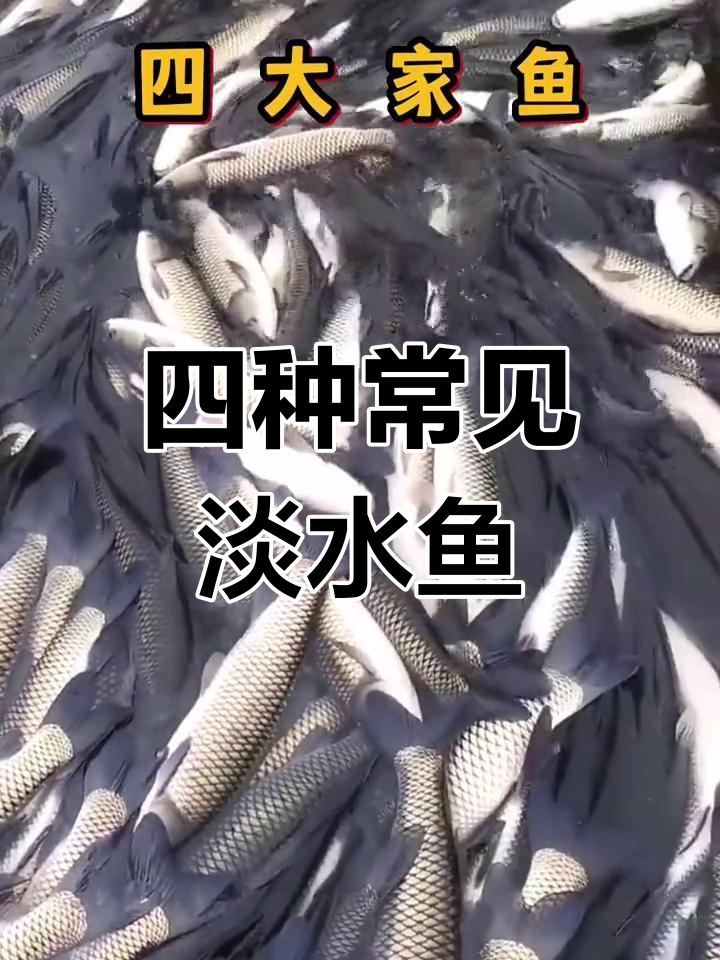 四大淡水鱼是哪四种?你绝对想不到!