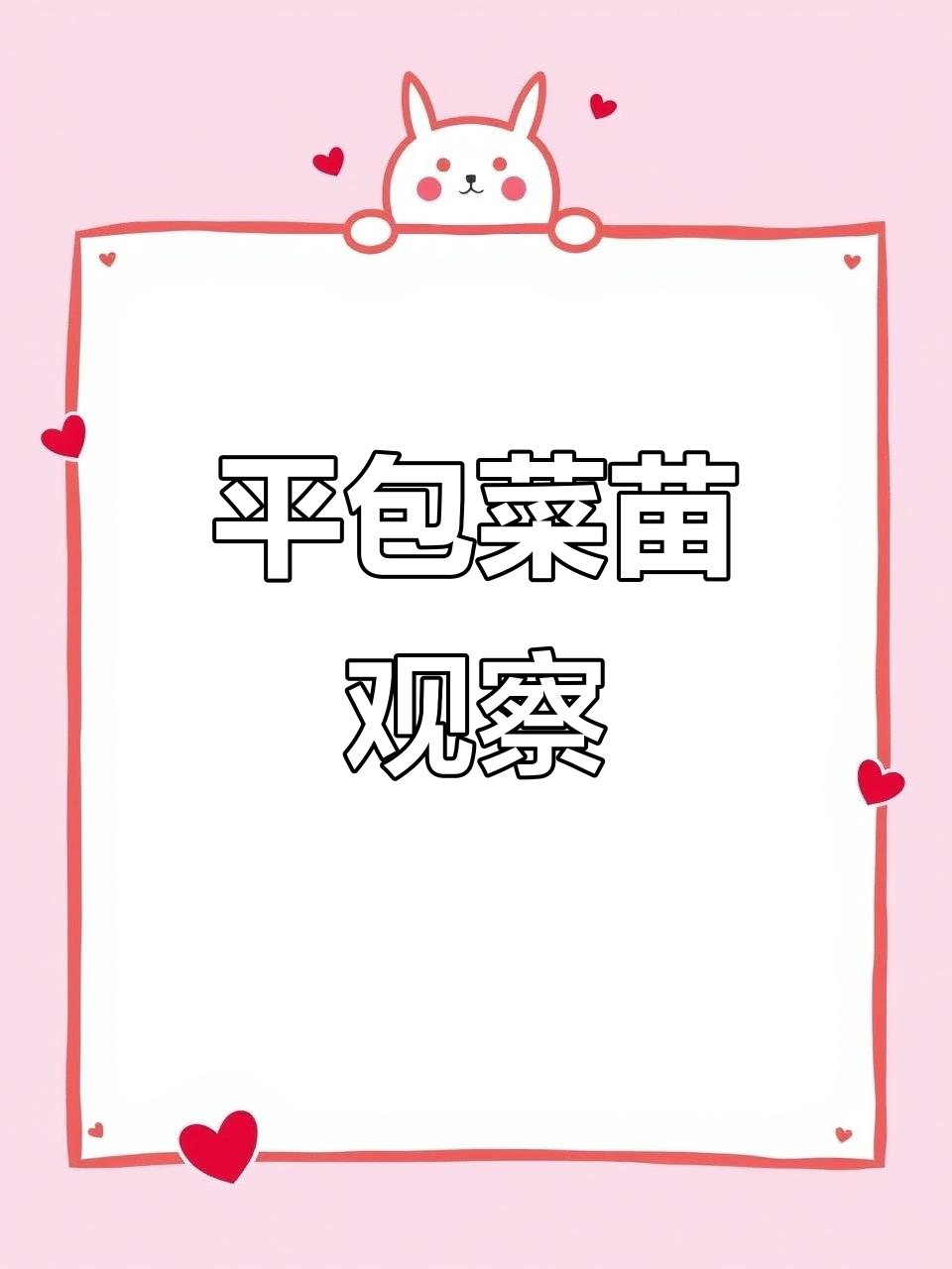 看看平包菜苗的成长,根系很健康