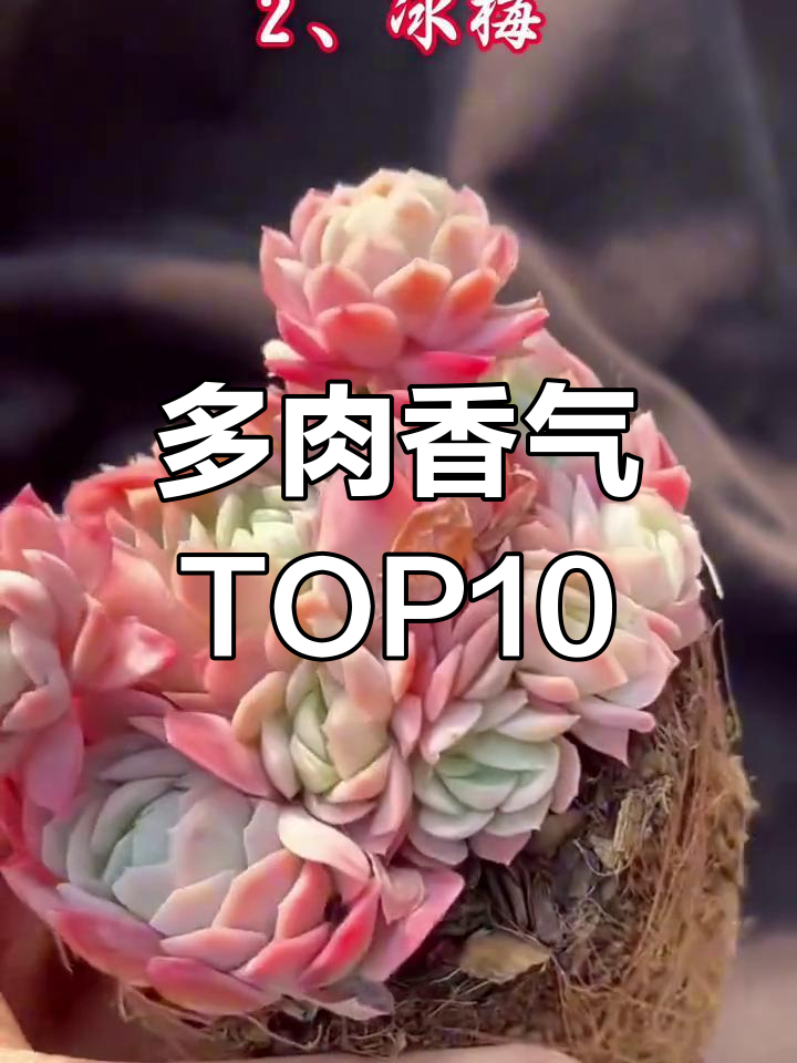 10款自带香味的多肉植物,你养过几种?