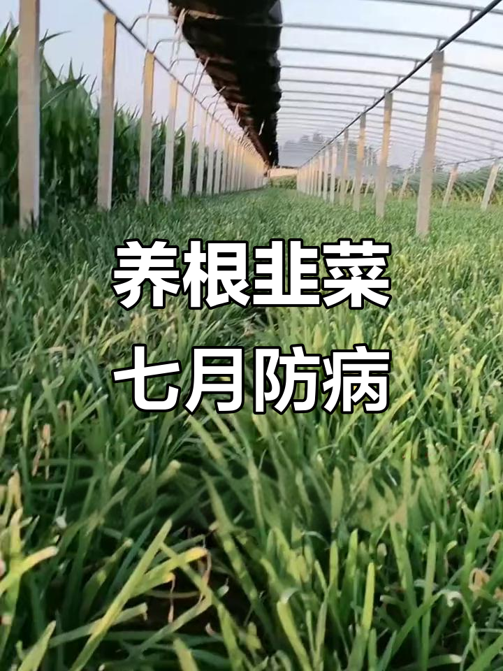 7月韭菜病害防治要点及管理关键
