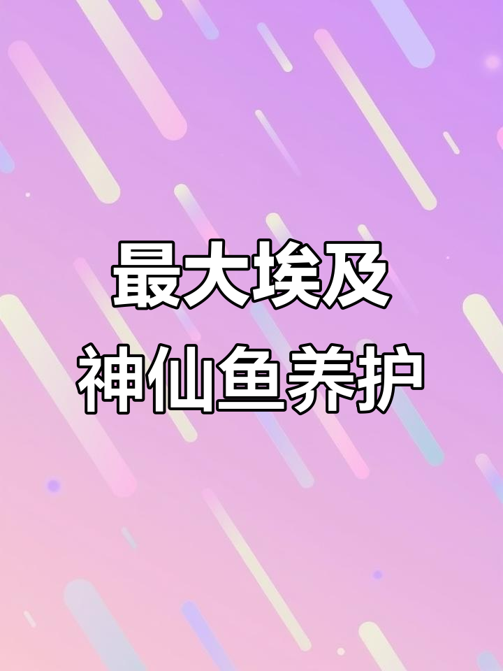 埃及神仙鱼：如何饲养才能让它长得更大？