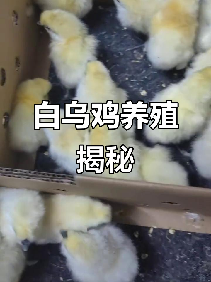 竹丝鸡(白乌鸡)养殖前景如何?每天都有新苗出炉